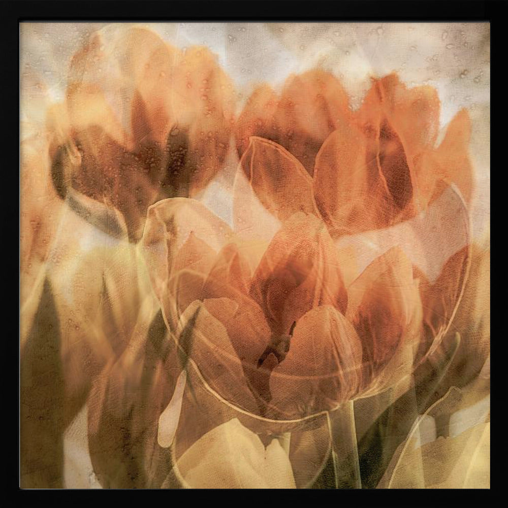 Tulips Poster