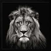 Young Male Lion Poster