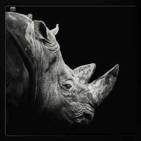 Rhino Poster