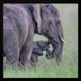 Elephant Family Poster