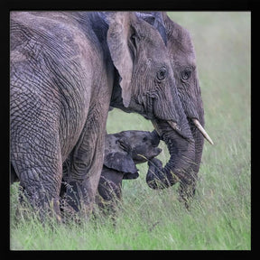 Elephant Family Poster