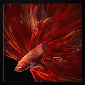 Red Fire Bettafish Poster