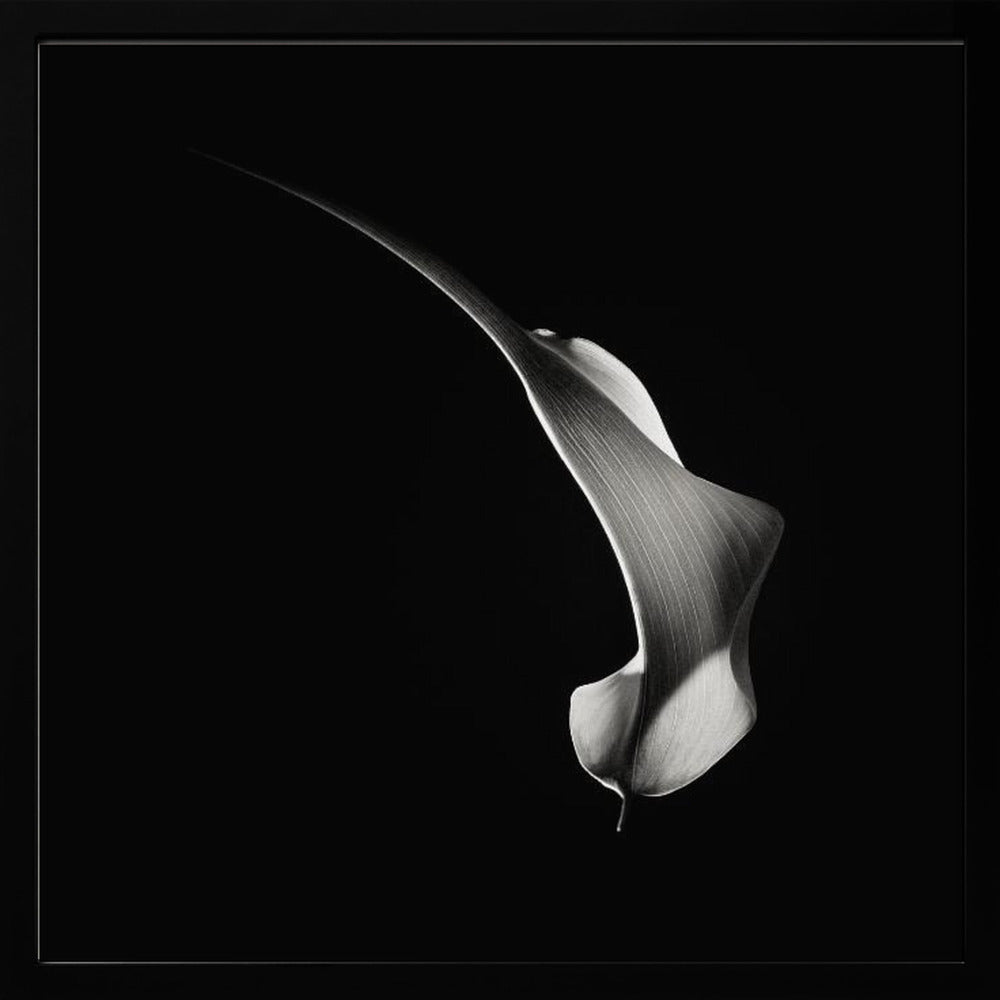 Hummingbird Abstraction (Calla Lily #3) Poster