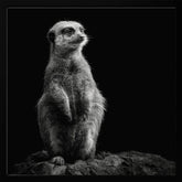 Meerkat Poster