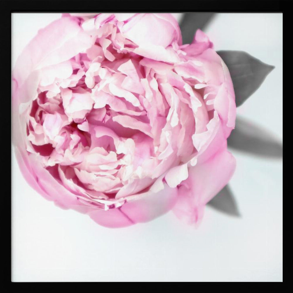 Pink peony III Poster