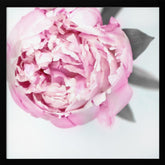 Pink peony III Poster