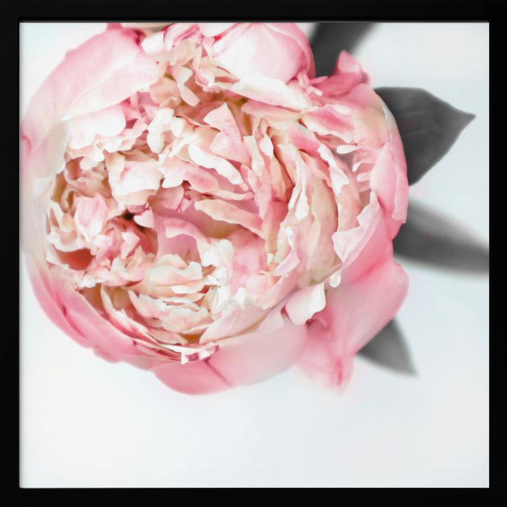 Blush peony III Poster