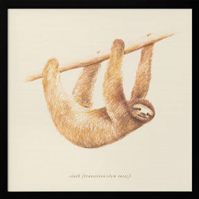 Css Animals   Sloth Poster