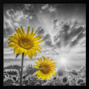 Focus on two sunflowers Poster