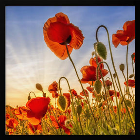 Fascinating poppies Poster