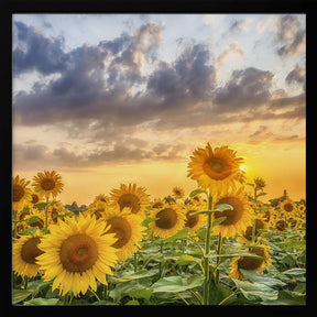 Sunflowers in the evening Poster