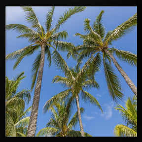 Lovely Palm Trees Poster