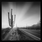 SAGUARO NATIONAL PARK Setting Sun | Monochrome Poster