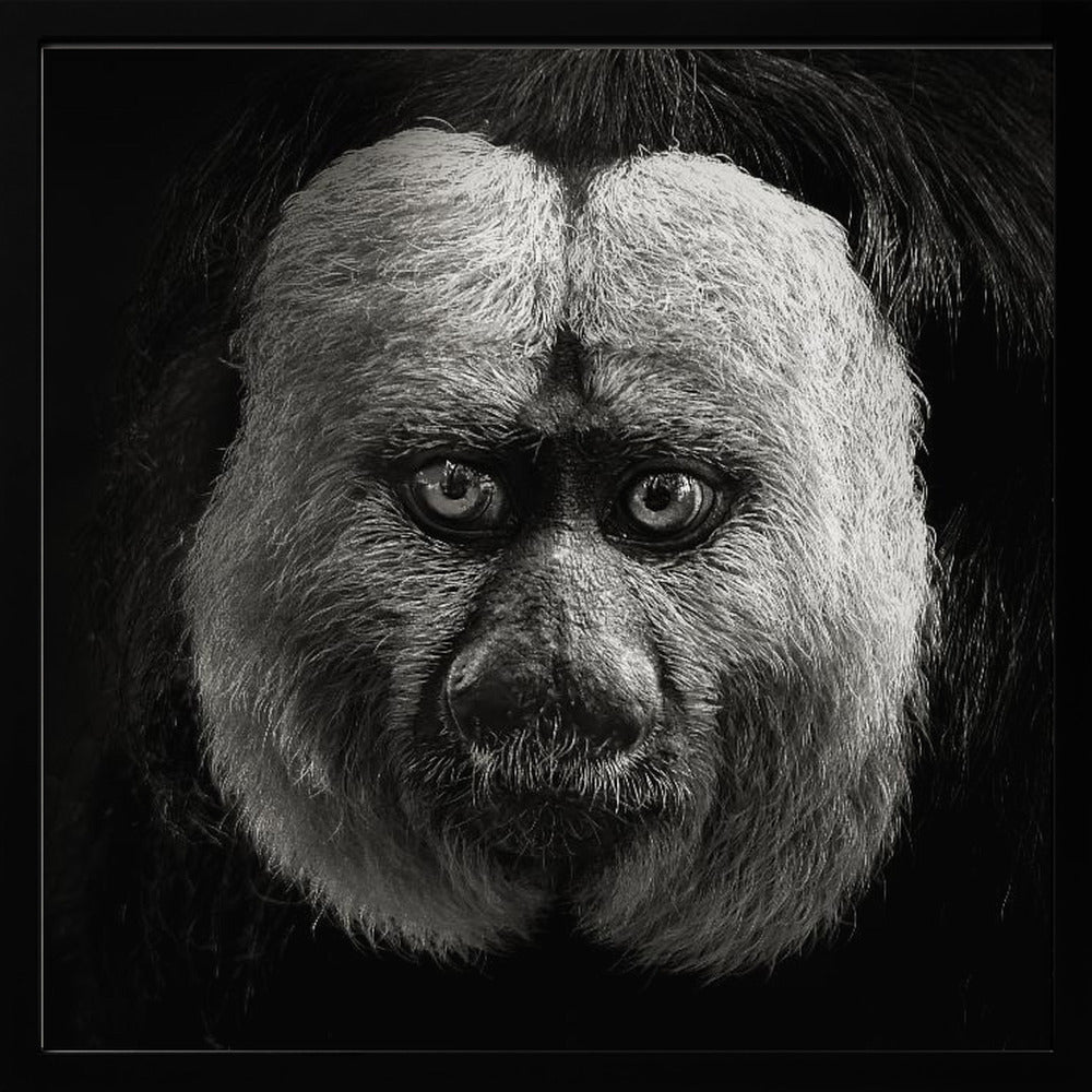 White-Faced Saki Poster