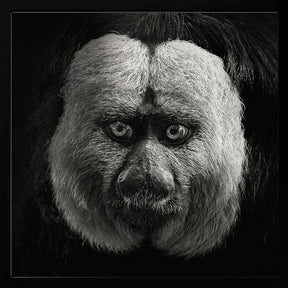 White-Faced Saki Poster