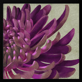 Chrysanthemum Purple Poster