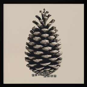 Pine Cone Poster