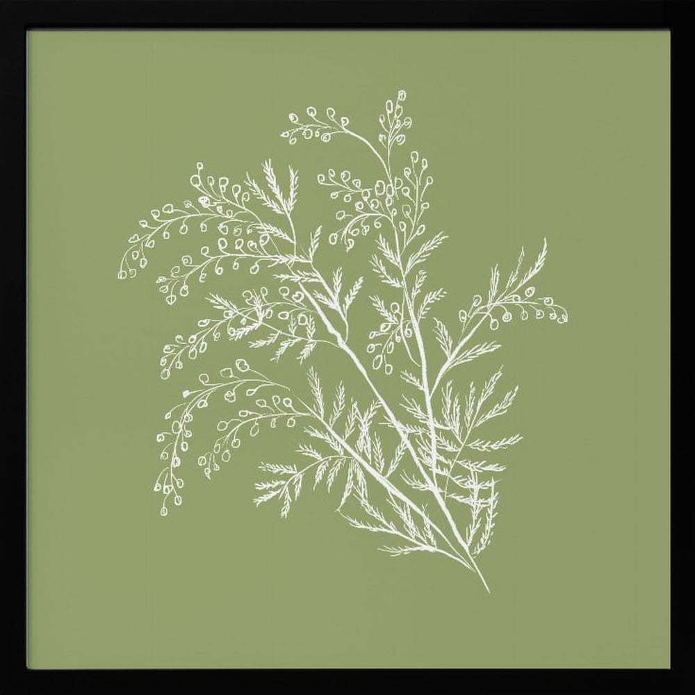 Acacia Botanical Branch Poster