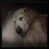 Sleeping Golden Poster