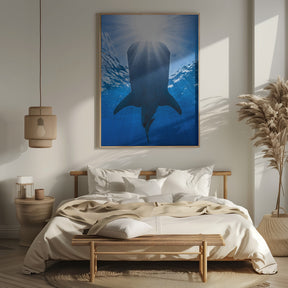 Whale shark and sun Poster