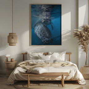 Humpback whale and calf Poster