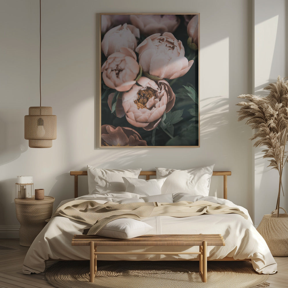 Coral Peonies Poster