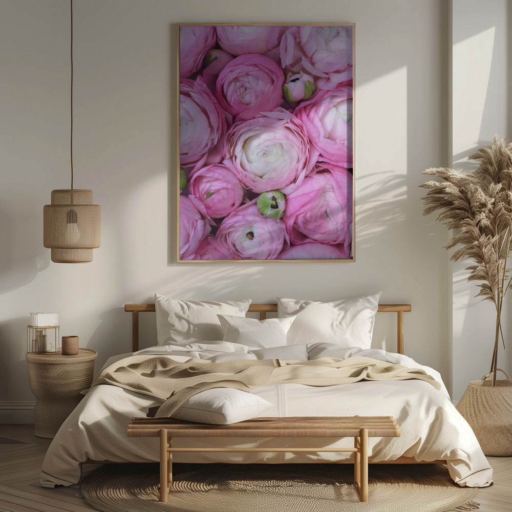 Pink ranunculus Poster