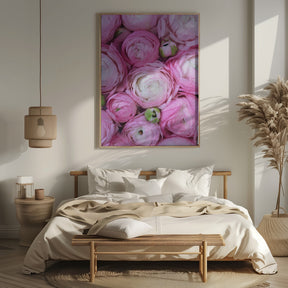 Pink ranunculus Poster