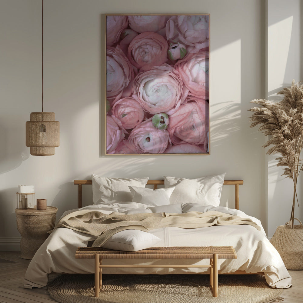 Subdued blush ranunculus Poster