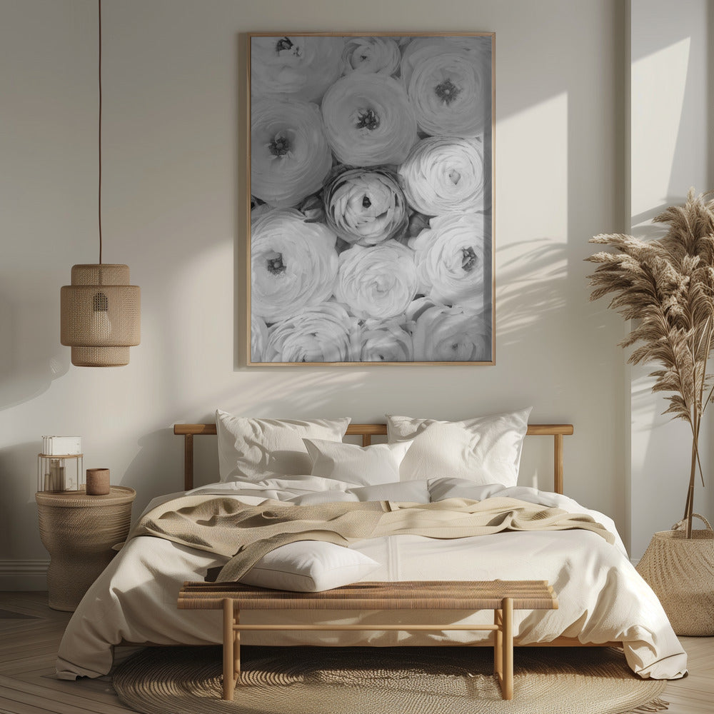 Singular ranunculus gray Poster