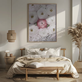 Singular ranunculus in blush Poster