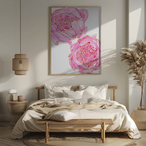 Sally's peonies Poster