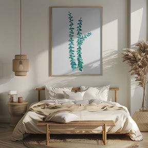 Watercolor eucalyptus branches in teal Poster