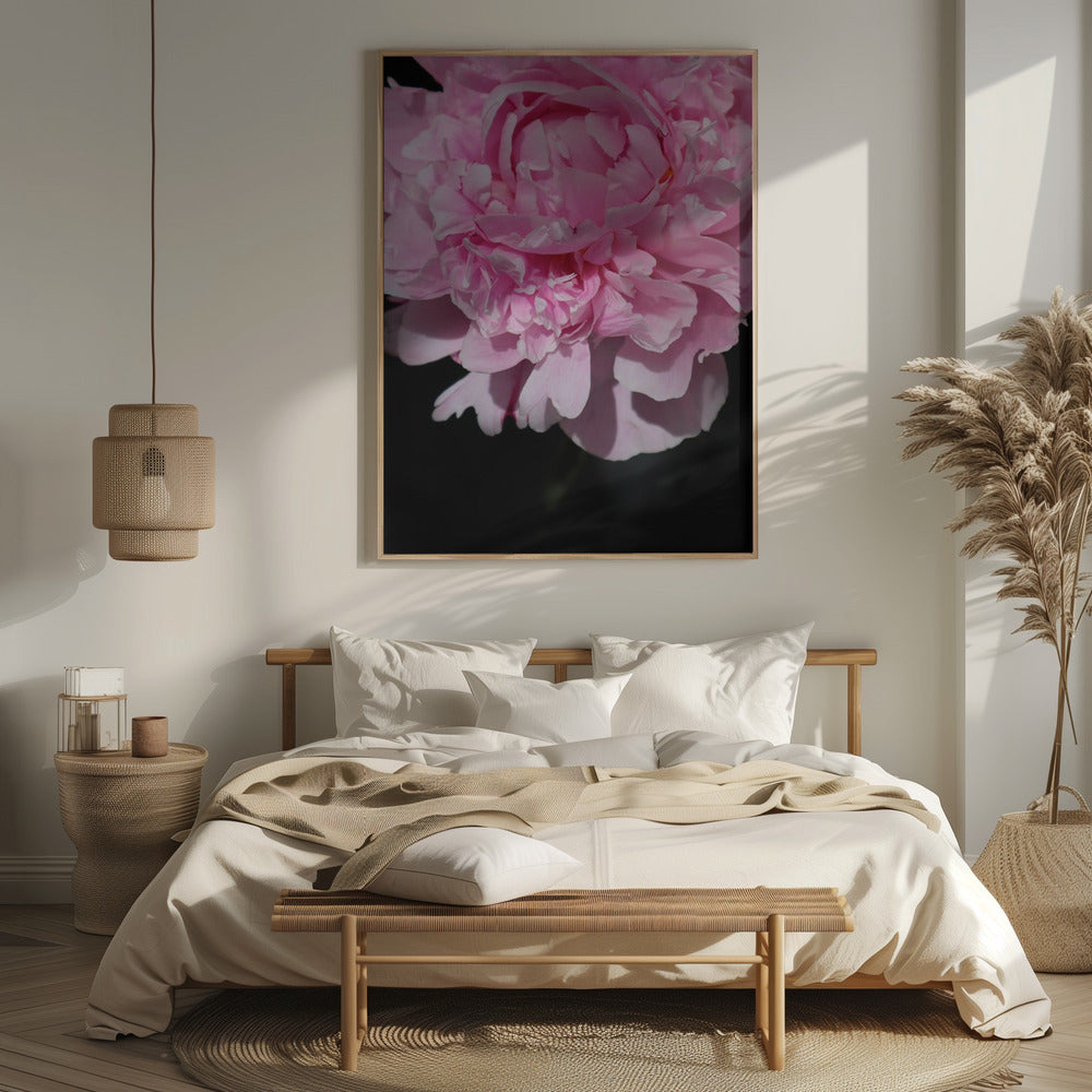 Pink peony V Poster