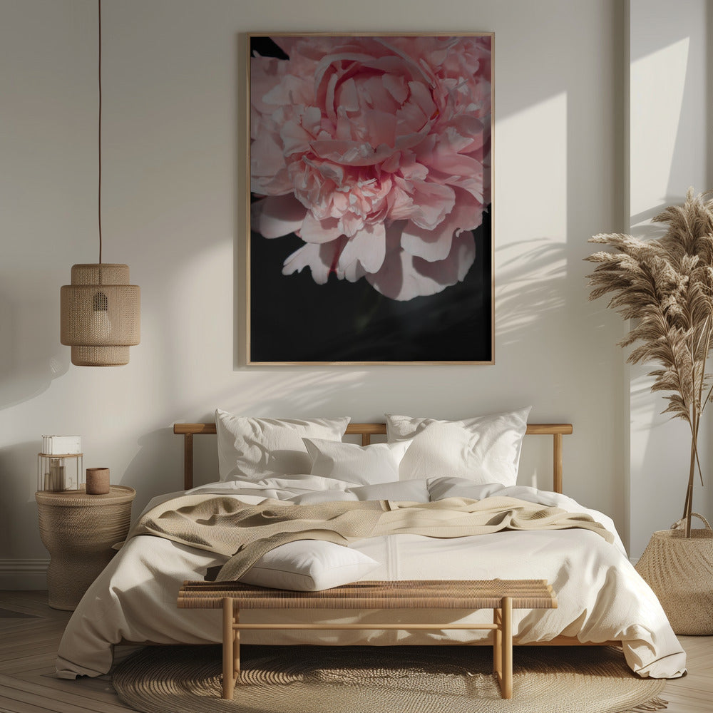 Blush peony V Poster