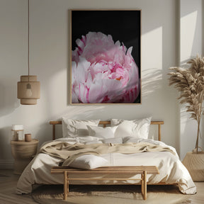 Pink peony VIII Poster