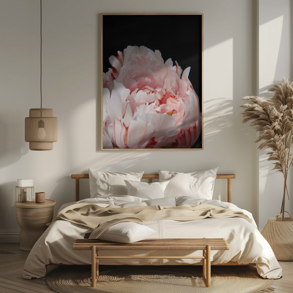 Blush peony VIII Poster