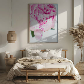 Pink peony VII Poster