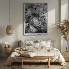 Life blooms everyday peonies bw Poster