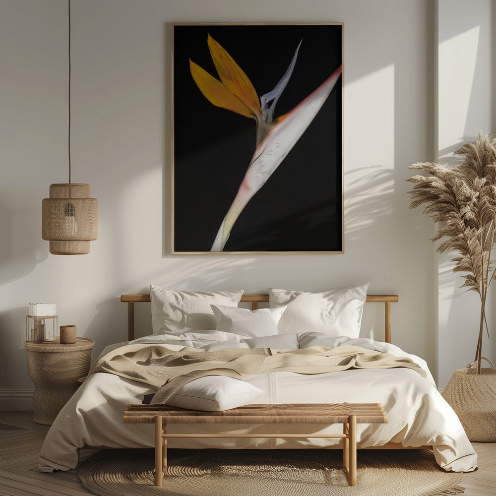 Bird of Paradise Poster