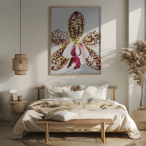 Coral Orchid Poster