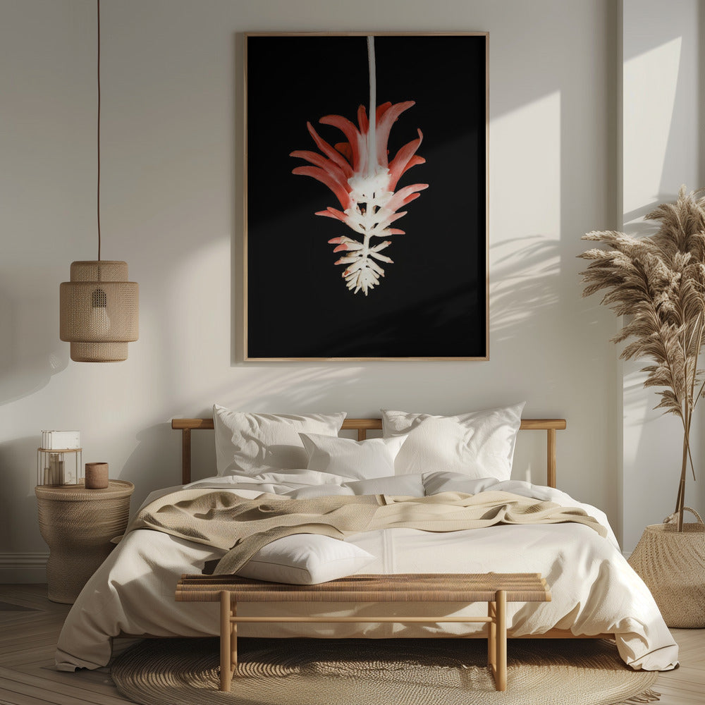 Coral Tree Flower Poster