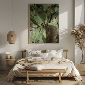 Ficus Elastica Poster