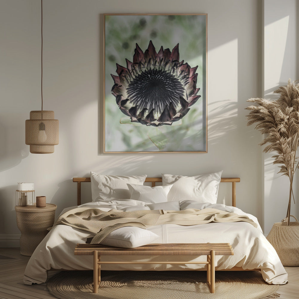 King Protea 02 Poster