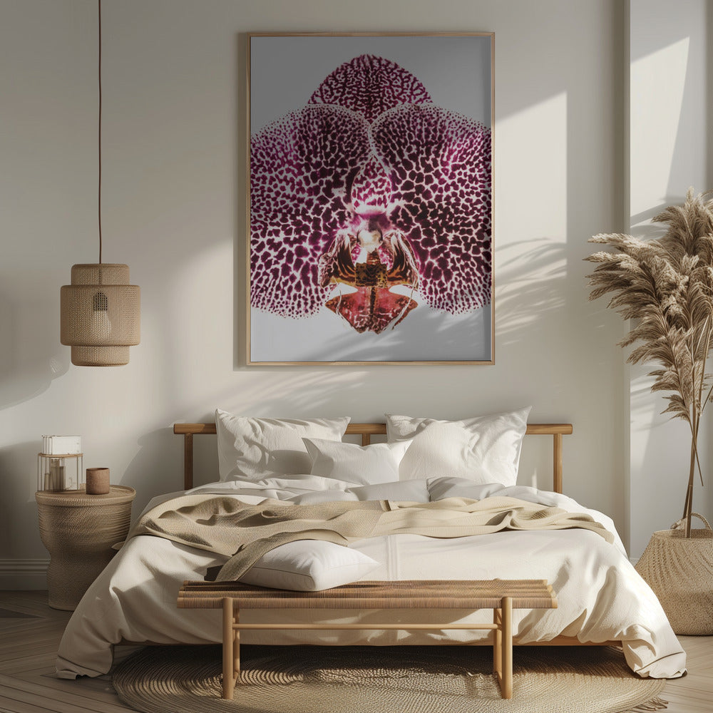 Leopard Orchid Poster