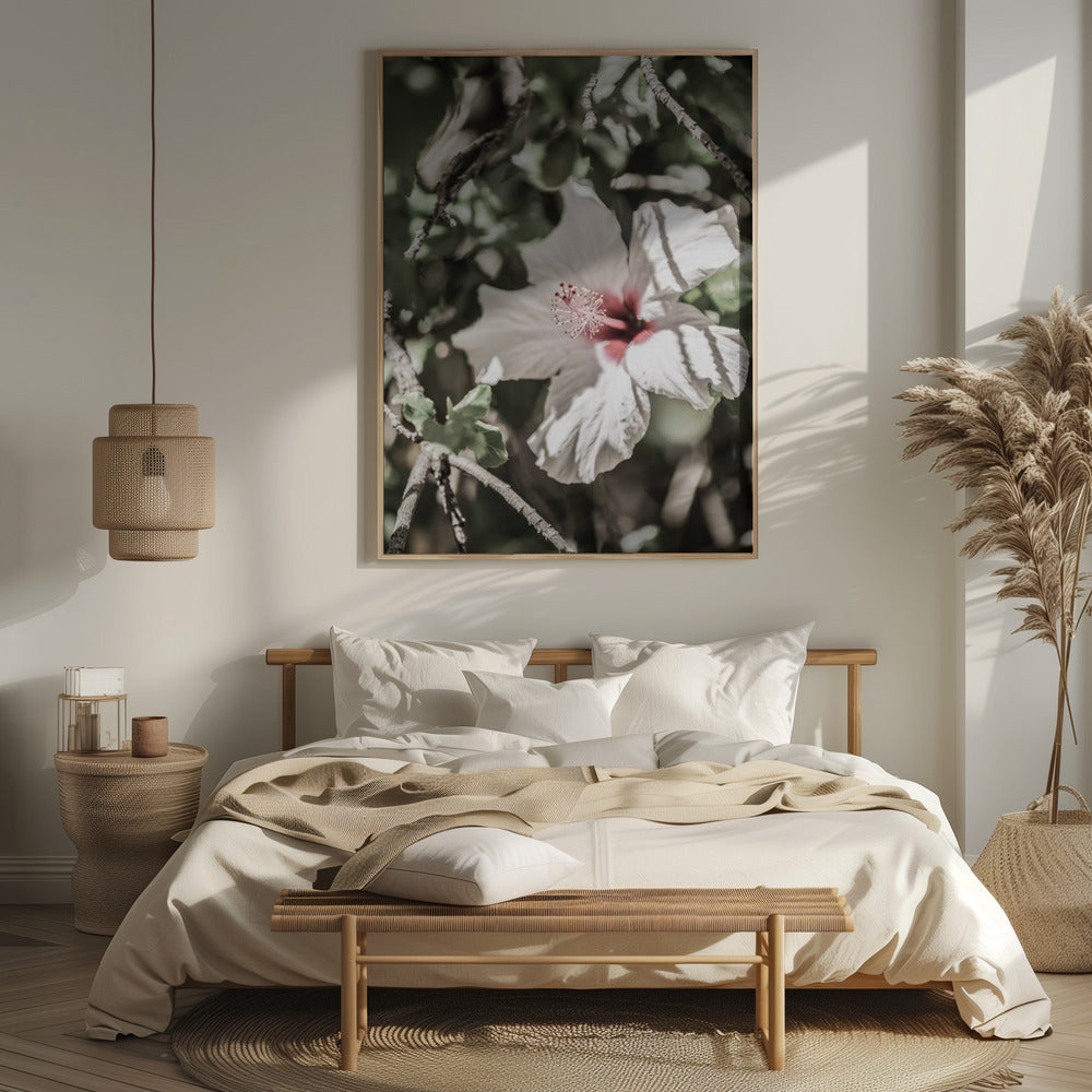 Pale Pink Hibiscus Poster