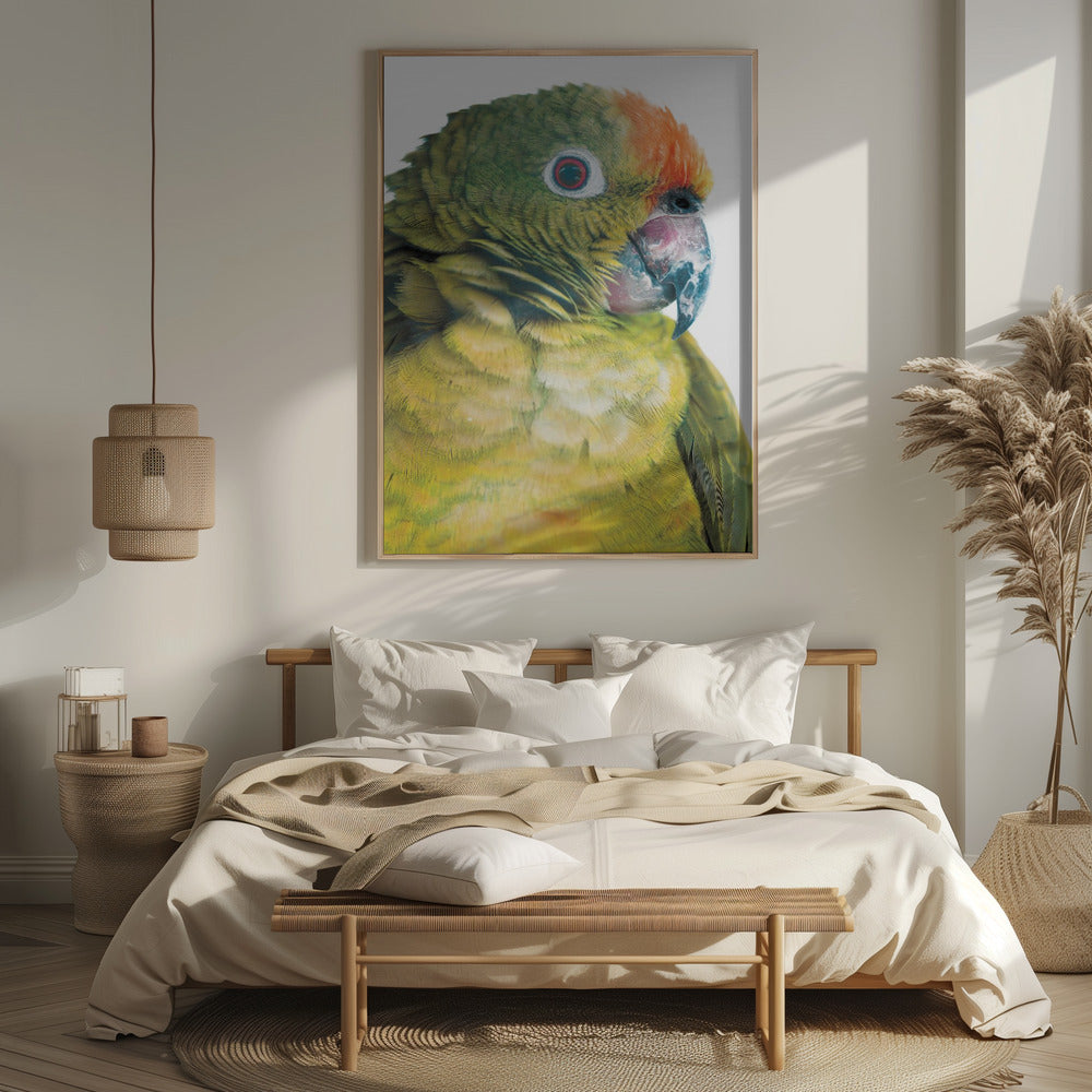 Parrot Poster