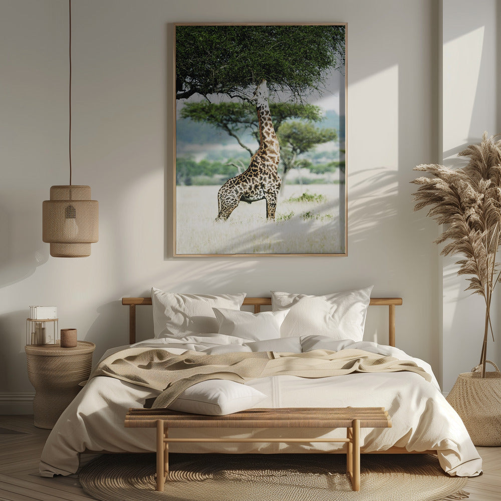 Giraff Stretch In Serengeti Poster