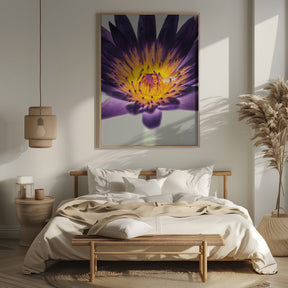 Water Lilly Poster