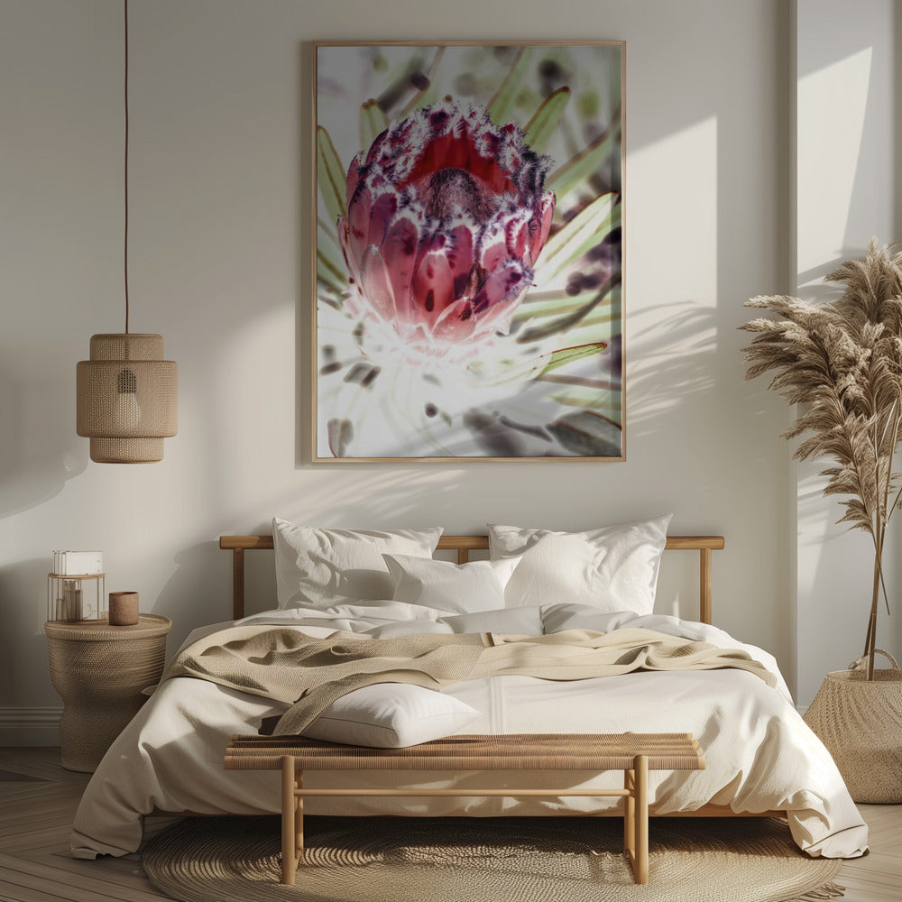 Wild Protea Poster